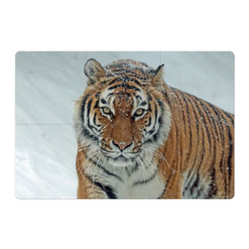 Магнитный плакат 3Х2 с принтом Тигр в Курске, Полимерный материал с магнитным слоем | 6 деталей размером 9*9 см | амурский | животные | зверь | киса | кот | котенок | кошка | тигр | хищник
