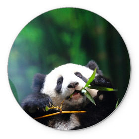 Коврик круглый с принтом Панда на ветке в Курске, резина и полиэстер | круглая форма, изображение наносится на всю лицевую часть | животные | лес | медведь | медвежонок | панда | природа