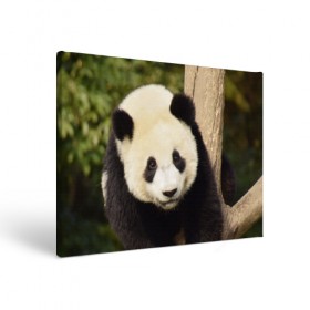 Холст прямоугольный с принтом Панда на дереве в Курске, 100% ПВХ |  | животные | лес | медведь | медвежонок | панда | природа