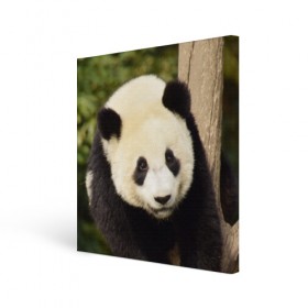 Холст квадратный с принтом Панда на дереве в Курске, 100% ПВХ |  | животные | лес | медведь | медвежонок | панда | природа