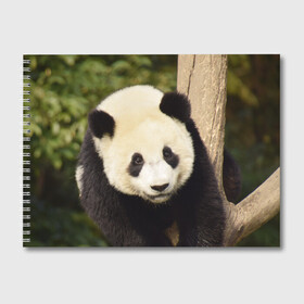 Альбом для рисования с принтом Панда на дереве в Курске, 100% бумага
 | матовая бумага, плотность 200 мг. | животные | лес | медведь | медвежонок | панда | природа