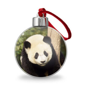 Ёлочный шар с принтом Панда на дереве в Курске, Пластик | Диаметр: 77 мм | животные | лес | медведь | медвежонок | панда | природа