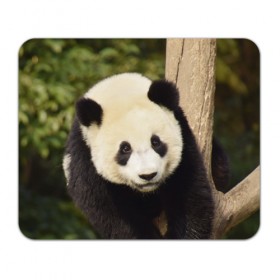 Коврик прямоугольный с принтом Панда на дереве в Курске, натуральный каучук | размер 230 х 185 мм; запечатка лицевой стороны | животные | лес | медведь | медвежонок | панда | природа