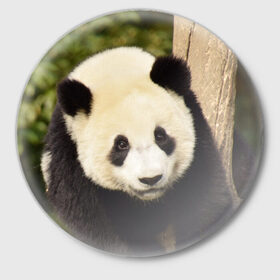 Значок с принтом Панда на дереве в Курске,  металл | круглая форма, металлическая застежка в виде булавки | животные | лес | медведь | медвежонок | панда | природа