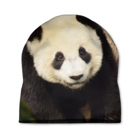 Шапка 3D с принтом Панда на дереве в Курске, 100% полиэстер | универсальный размер, печать по всей поверхности изделия | животные | лес | медведь | медвежонок | панда | природа