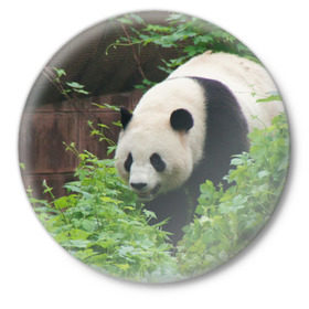 Значок с принтом Панда в лесу в Курске,  металл | круглая форма, металлическая застежка в виде булавки | Тематика изображения на принте: животные | лес | медведь | медвежонок | панда | природа