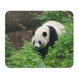 Коврик прямоугольный с принтом Панда в лесу в Курске, натуральный каучук | размер 230 х 185 мм; запечатка лицевой стороны | Тематика изображения на принте: животные | лес | медведь | медвежонок | панда | природа