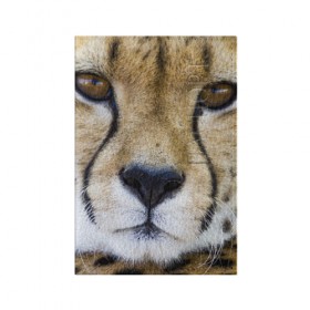 Обложка для паспорта матовая кожа с принтом Гепард в Курске, натуральная матовая кожа | размер 19,3 х 13,7 см; прозрачные пластиковые крепления | Тематика изображения на принте: амурский | гепард | животные | зверь | киса | кот | котенок | кошка | лев | леопард | пума | рысь | серый | тигр | тигренок | хищник