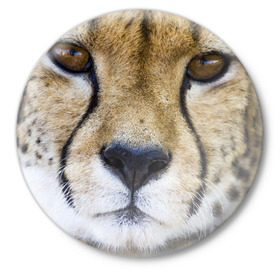 Значок с принтом Гепард в Курске,  металл | круглая форма, металлическая застежка в виде булавки | Тематика изображения на принте: амурский | гепард | животные | зверь | киса | кот | котенок | кошка | лев | леопард | пума | рысь | серый | тигр | тигренок | хищник