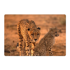 Магнитный плакат 3Х2 с принтом Гепард в Курске, Полимерный материал с магнитным слоем | 6 деталей размером 9*9 см | амурский | гепард | животные | зверь | киса | кот | котенок | кошка | лев | леопард | пума | рысь | серый | тигр | тигренок | хищник