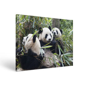 Холст прямоугольный с принтом Семейка панд в Курске, 100% ПВХ |  | Тематика изображения на принте: бамбук | животное | зверь | косолапый | лес | медведи | медведь | миша | мишка | мишутка | млекопитающее | панда | природа | трое