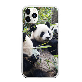 Чехол для iPhone 11 Pro матовый с принтом Семейка панд в Курске, Силикон |  | бамбук | животное | зверь | косолапый | лес | медведи | медведь | миша | мишка | мишутка | млекопитающее | панда | природа | трое
