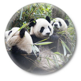 Значок с принтом Семейка панд в Курске,  металл | круглая форма, металлическая застежка в виде булавки | бамбук | животное | зверь | косолапый | лес | медведи | медведь | миша | мишка | мишутка | млекопитающее | панда | природа | трое