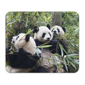 Коврик прямоугольный с принтом Семейка панд в Курске, натуральный каучук | размер 230 х 185 мм; запечатка лицевой стороны | бамбук | животное | зверь | косолапый | лес | медведи | медведь | миша | мишка | мишутка | млекопитающее | панда | природа | трое
