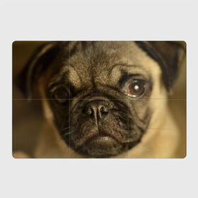 Магнитный плакат 3Х2 с принтом Мопс в Курске, Полимерный материал с магнитным слоем | 6 деталей размером 9*9 см | Тематика изображения на принте: бульдог | мопс | мопсик | мопсы | пес | песик | песики | собака | собаки | собачка