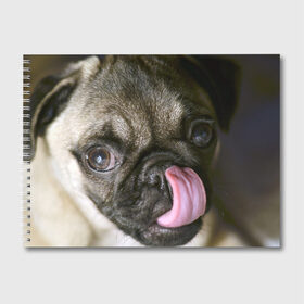 Альбом для рисования с принтом Мопс в Курске, 100% бумага
 | матовая бумага, плотность 200 мг. | бульдог | мопс | мопсик | мопсы | пес | песик | песики | собака | собаки | собачка