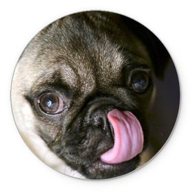 Коврик круглый с принтом Мопс в Курске, резина и полиэстер | круглая форма, изображение наносится на всю лицевую часть | бульдог | мопс | мопсик | мопсы | пес | песик | песики | собака | собаки | собачка