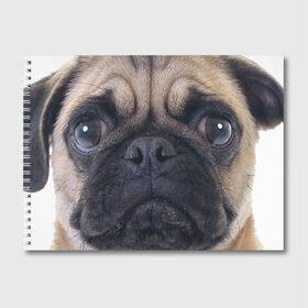 Альбом для рисования с принтом Мопс в Курске, 100% бумага
 | матовая бумага, плотность 200 мг. | бульдог | мопс | мопсик | мопсы | пес | песик | песики | собака | собаки | собачка