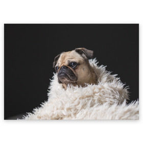 Поздравительная открытка с принтом Мопс в Курске, 100% бумага | плотность бумаги 280 г/м2, матовая, на обратной стороне линовка и место для марки
 | Тематика изображения на принте: бульдог | мопс | мопсик | мопсы | пес | песик | песики | собака | собаки | собачка