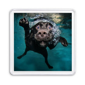 Магнит 55*55 с принтом Пес дайвер в Курске, Пластик | Размер: 65*65 мм; Размер печати: 55*55 мм | Тематика изображения на принте: вода | гребет | дайвер | животное | купается | лапы | нос | пес | плавец | плывет | под водой | прикольный | пузыри | смешной | собака | щенок
