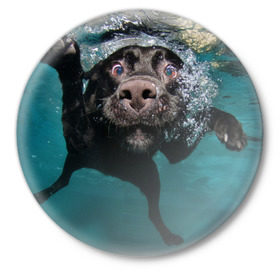 Значок с принтом Пес дайвер в Курске,  металл | круглая форма, металлическая застежка в виде булавки | Тематика изображения на принте: вода | гребет | дайвер | животное | купается | лапы | нос | пес | плавец | плывет | под водой | прикольный | пузыри | смешной | собака | щенок