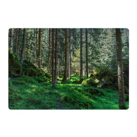 Магнитный плакат 3Х2 с принтом Темный лес в Курске, Полимерный материал с магнитным слоем | 6 деталей размером 9*9 см | Тематика изображения на принте: бор | деревья | ель | ельник | заповедник | камни | красивый | лес | лето | мох | мрачный | прекрасный | природа | флора | чудесный