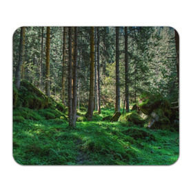 Коврик прямоугольный с принтом Темный лес в Курске, натуральный каучук | размер 230 х 185 мм; запечатка лицевой стороны | бор | деревья | ель | ельник | заповедник | камни | красивый | лес | лето | мох | мрачный | прекрасный | природа | флора | чудесный