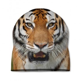 Шапка 3D с принтом Тигр в Курске, 100% полиэстер | универсальный размер, печать по всей поверхности изделия | дикая кошка | клыки | кошка | пасть | сафари | тигр | хищник