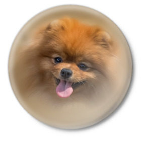 Значок с принтом Шпиц в Курске,  металл | круглая форма, металлическая застежка в виде булавки | shpic | животные | мордочка | пёс | рыжий | собака | собачка | язык