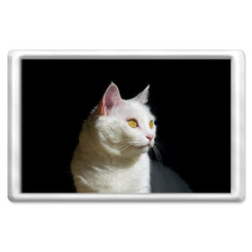 Магнит 45*70 с принтом Белая и пушистая в Курске, Пластик | Размер: 78*52 мм; Размер печати: 70*45 | Тематика изображения на принте: белый | взгляд | глаза | киска | кот | котёнок | кошка | пушистый