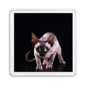 Магнит 55*55 с принтом сфинкс в Курске, Пластик | Размер: 65*65 мм; Размер печати: 55*55 мм | Тематика изображения на принте: cat | голубые глаза | кот | котик | котэ | кошка | сфинкс | черный