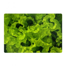 Магнитный плакат 3Х2 с принтом Зелень в Курске, Полимерный материал с магнитным слоем | 6 деталей размером 9*9 см | веган | зеленый | зелень | лето | овощи | салат | солнце | фрукты