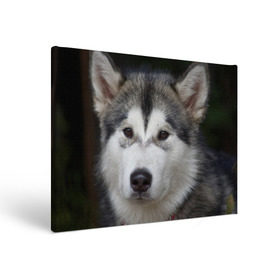 Холст прямоугольный с принтом Хаски в Курске, 100% ПВХ |  | Тематика изображения на принте: волк | маламут | собака | хаски | щенок