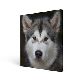 Холст квадратный с принтом Хаски в Курске, 100% ПВХ |  | Тематика изображения на принте: волк | маламут | собака | хаски | щенок