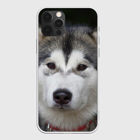 Чехол для iPhone 12 Pro Max с принтом Хаски в Курске, Силикон |  | волк | маламут | собака | хаски | щенок
