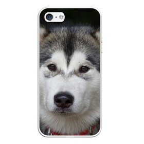 Чехол для iPhone 5/5S матовый с принтом Хаски в Курске, Силикон | Область печати: задняя сторона чехла, без боковых панелей | волк | маламут | собака | хаски | щенок