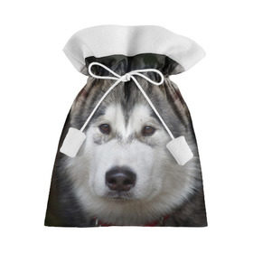 Подарочный 3D мешок с принтом Хаски в Курске, 100% полиэстер | Размер: 29*39 см | волк | маламут | собака | хаски | щенок