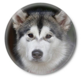 Значок с принтом Хаски в Курске,  металл | круглая форма, металлическая застежка в виде булавки | волк | маламут | собака | хаски | щенок