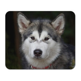 Коврик прямоугольный с принтом Хаски в Курске, натуральный каучук | размер 230 х 185 мм; запечатка лицевой стороны | волк | маламут | собака | хаски | щенок