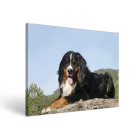 Холст прямоугольный с принтом Бернский зенненхунд в Курске, 100% ПВХ |  | голубое небо | друг человека | животное | красивая | милая | овчарка | пес | породистая собака | породы | прикольная | природа | рыжий | черный | щенок