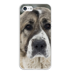 Чехол для iPhone 5/5S матовый с принтом САО (алабай) в Курске, Силикон | Область печати: задняя сторона чехла, без боковых панелей | большая огромная | грозная | добрая | друг человека | животное | красивая | милая | пес | породистая собака | породы | прикольная | сао алабай | щенок
