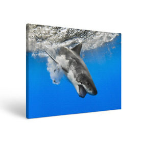 Холст прямоугольный с принтом Акула в Курске, 100% ПВХ |  | shark | море | синий | челюсти