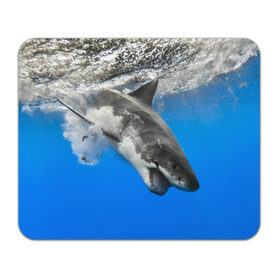 Коврик прямоугольный с принтом Акула в Курске, натуральный каучук | размер 230 х 185 мм; запечатка лицевой стороны | shark | море | синий | челюсти