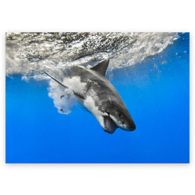 Поздравительная открытка с принтом Акула в Курске, 100% бумага | плотность бумаги 280 г/м2, матовая, на обратной стороне линовка и место для марки
 | shark | море | синий | челюсти
