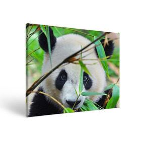 Холст прямоугольный с принтом Панда в лесу в Курске, 100% ПВХ |  | бамбук | животное | медведь