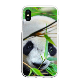 Чехол для iPhone XS Max матовый с принтом Панда в лесу в Курске, Силикон | Область печати: задняя сторона чехла, без боковых панелей | бамбук | животное | медведь