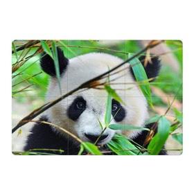 Магнитный плакат 3Х2 с принтом Панда в лесу в Курске, Полимерный материал с магнитным слоем | 6 деталей размером 9*9 см | бамбук | животное | медведь