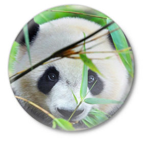 Значок с принтом Панда в лесу в Курске,  металл | круглая форма, металлическая застежка в виде булавки | Тематика изображения на принте: бамбук | животное | медведь