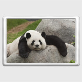 Магнит 45*70 с принтом Панда на камушке в Курске, Пластик | Размер: 78*52 мм; Размер печати: 70*45 | бамбук | животное | медведь