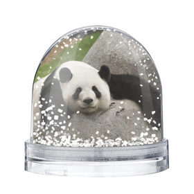 Снежный шар с принтом Панда на камушке в Курске, Пластик | Изображение внутри шара печатается на глянцевой фотобумаге с двух сторон | бамбук | животное | медведь